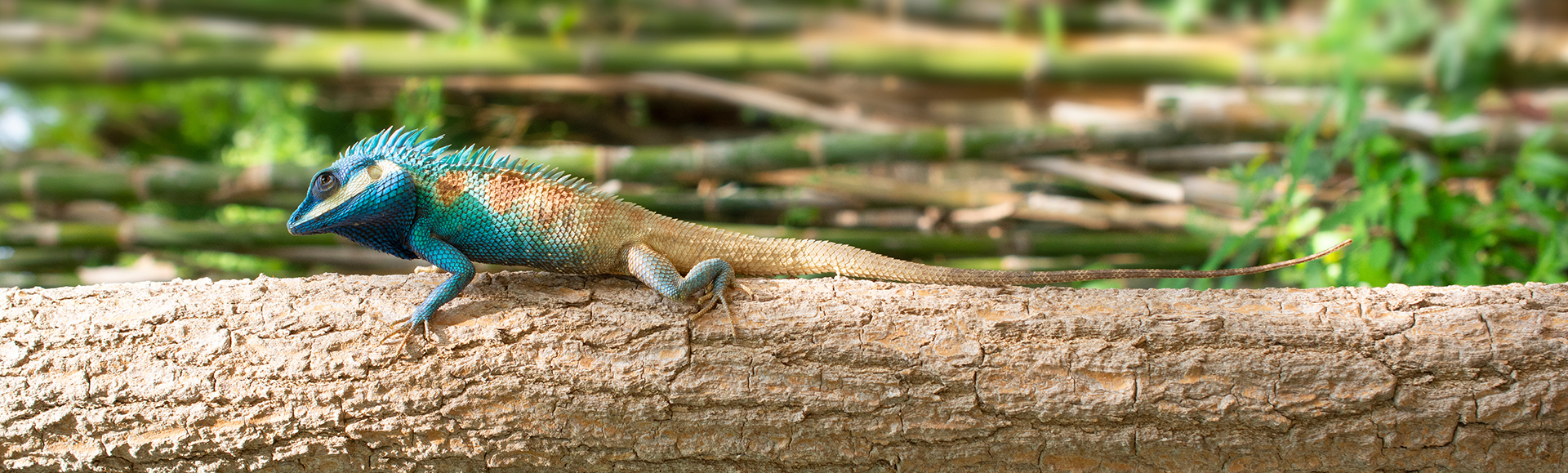 Color changing chameleon crawling along a fallen tree